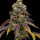 Humboldt Seed Company-Vanilla Frosting
