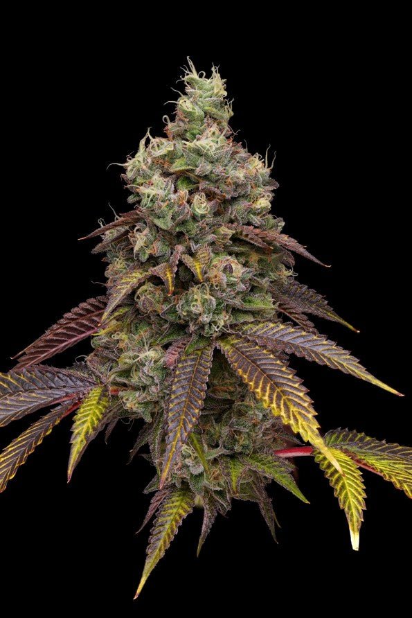 Humboldt Seed Company-Vanilla Frosting