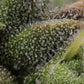 Humboldt Seed Company-Vanilla Frosting