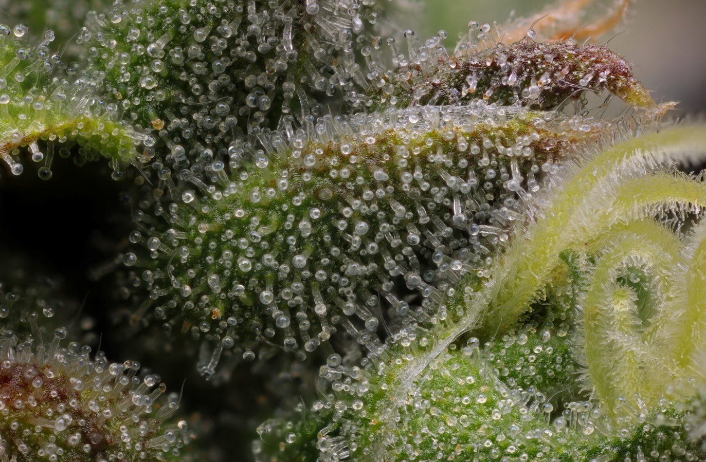 Humboldt Seed Company-Vanilla Frosting