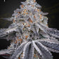 Green House Seeds-Velvet Moon