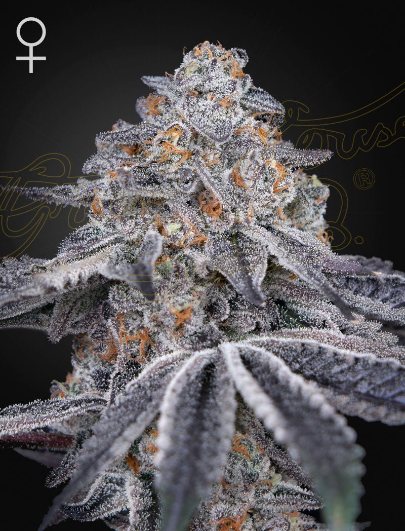 Green House Seeds-Velvet Moon