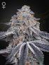 Green House Seeds-Velvet Moon