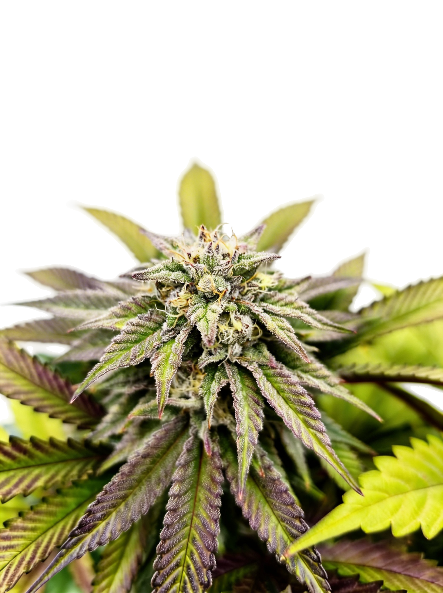 Grateful Seeds-Voltus Z