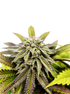 Grateful Seeds-Voltus Z