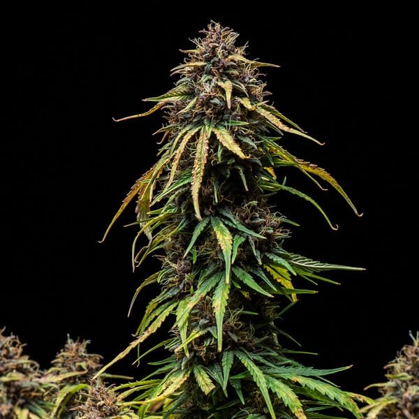Watermelon Auto - Cannaseuse - Curated Genetics - Royal Queen Seeds