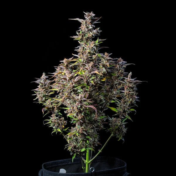 Watermelon Rqs Cannabis samen kaufen: Watermelon Auto | RQS Online Shop – Cannaseuse ...