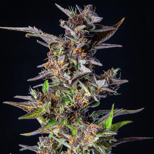 Watermelon Auto - Cannaseuse - Curated Genetics - Royal Queen Seeds