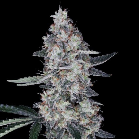 DNA Genetics-Watermelon Man