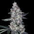 DNA Genetics-Watermelon Man