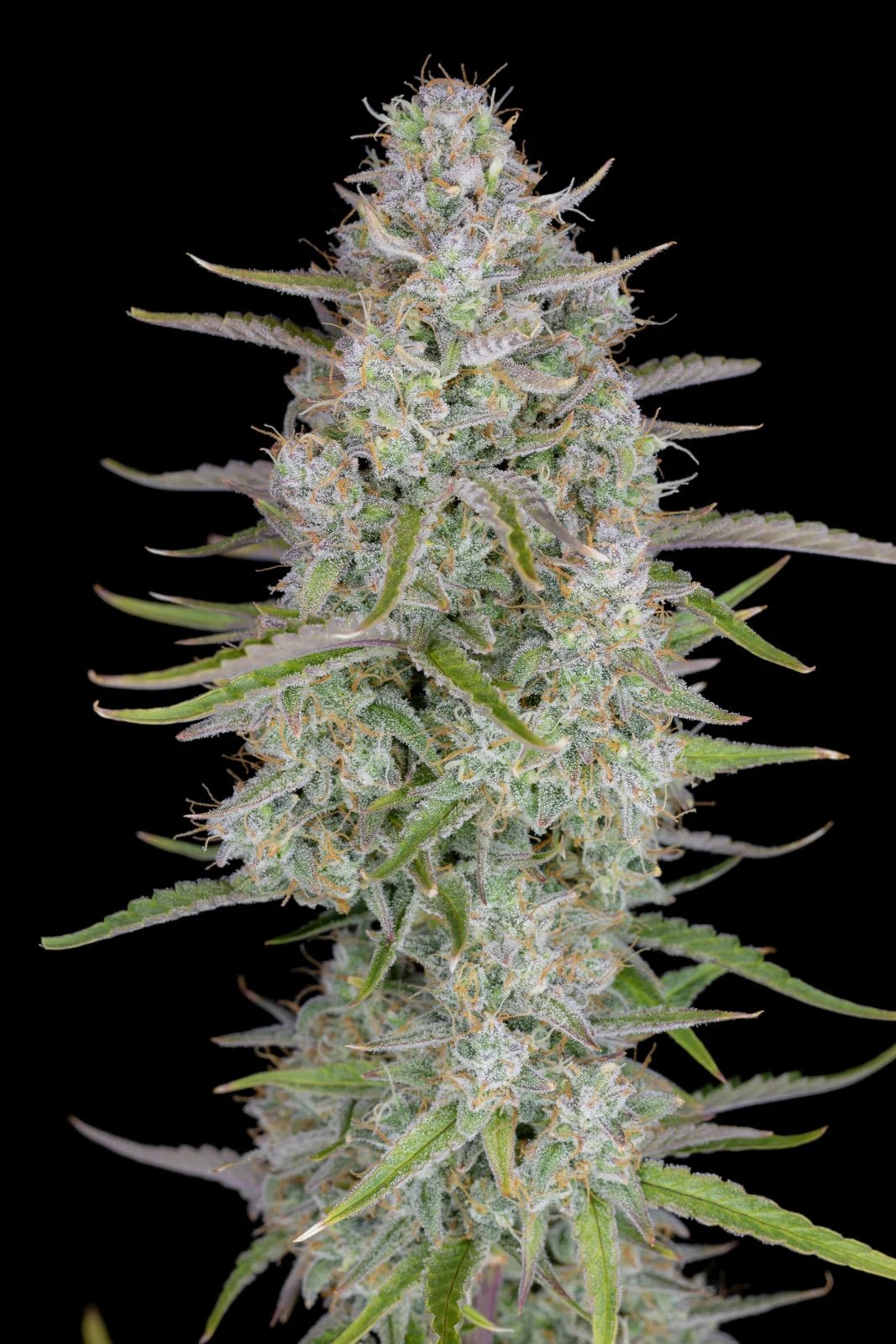 Wedding Cheesecake Auto - Cannaseuse - Curated Genetics - 42 Fast Buds