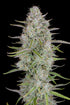 Wedding Cheesecake Auto - Cannaseuse - Curated Genetics - 42 Fast Buds
