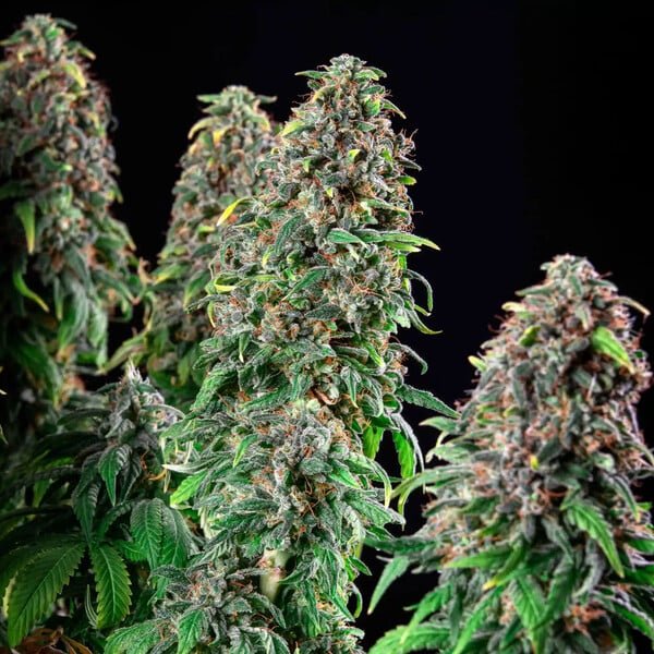 Wedding Gelato - Cannaseuse - Curated Genetics - Royal Queen Seeds