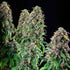 Wedding Gelato - Cannaseuse - Curated Genetics - Royal Queen Seeds