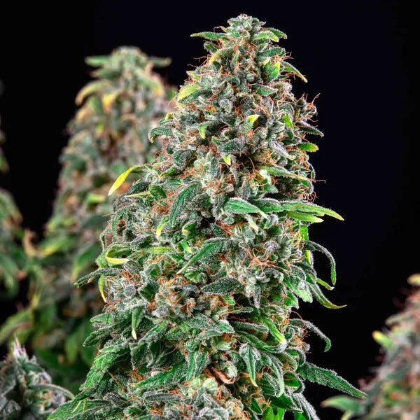 Wedding Gelato - Cannaseuse - Curated Genetics - Royal Queen Seeds