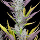 Wedding Glue Auto - Cannaseuse - Curated Genetics - 42 Fast Buds