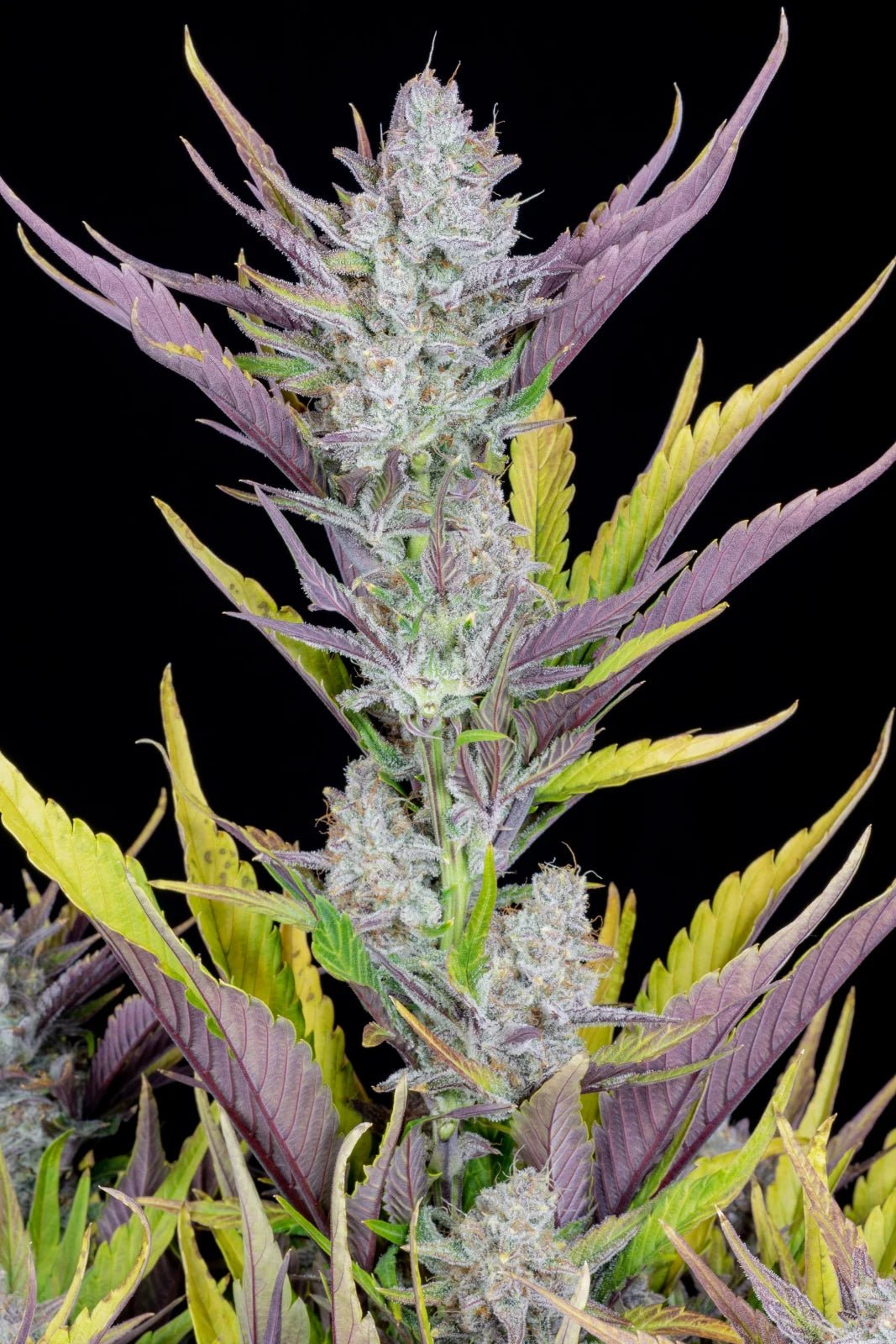 Wedding Glue Auto - Cannaseuse - Curated Genetics - 42 Fast Buds