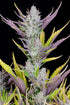 Wedding Glue Auto - Cannaseuse - Curated Genetics - 42 Fast Buds
