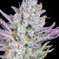Wedding Glue Auto - Cannaseuse - Curated Genetics - 42 Fast Buds
