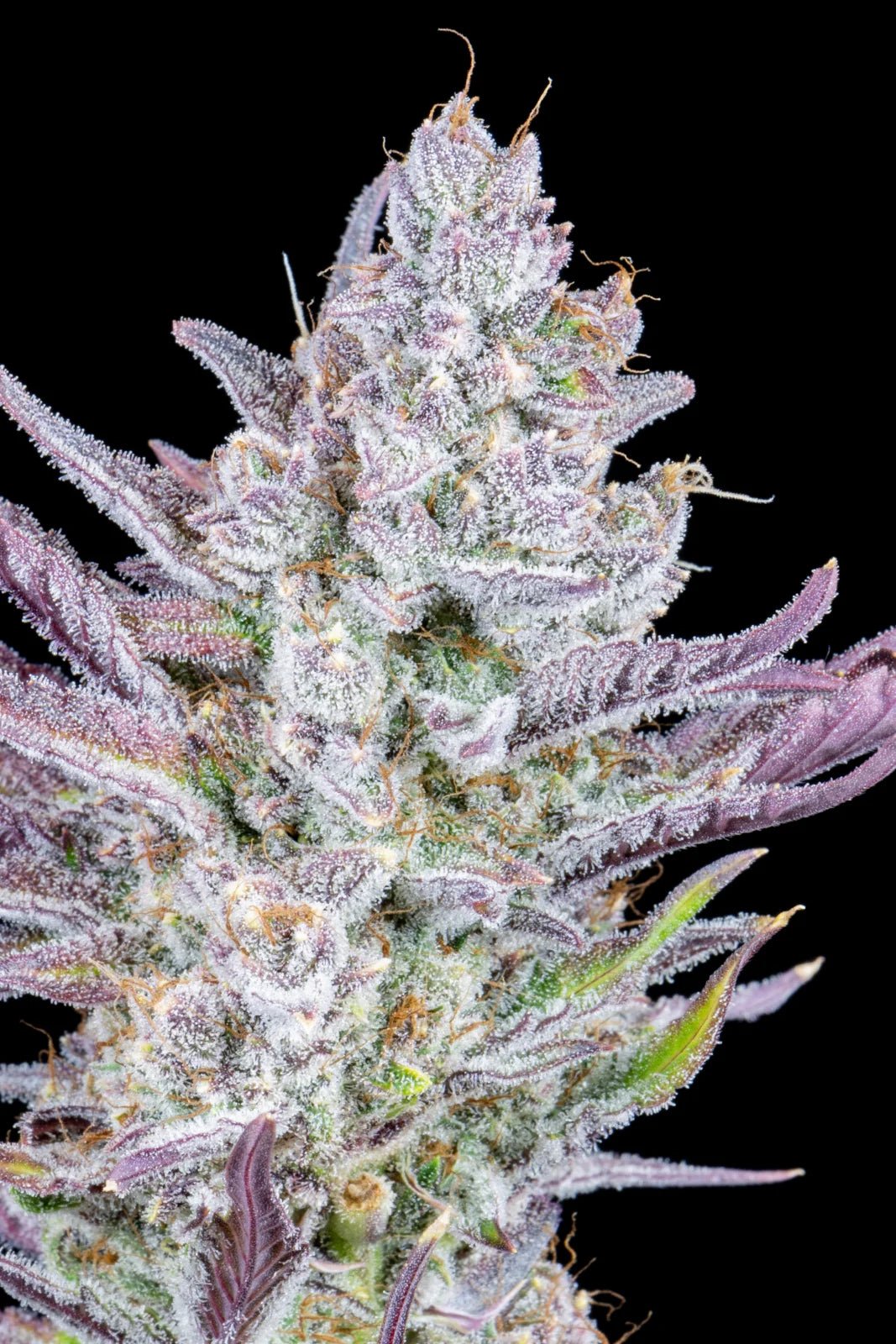 Wedding Glue Auto - Cannaseuse - Curated Genetics - 42 Fast Buds