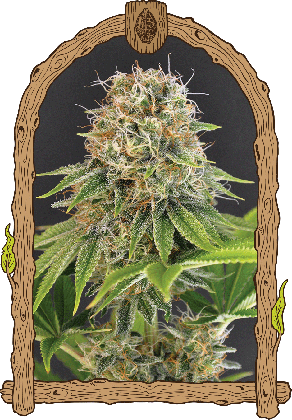 Wedding Monkey - Cannaseuse - Curated Genetics - Exotic Seed