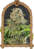Wedding Monkey - Cannaseuse - Curated Genetics - Exotic Seed