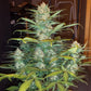 West Coast O.G. Auto - Cannaseuse - Curated Genetics - 42 Fast Buds
