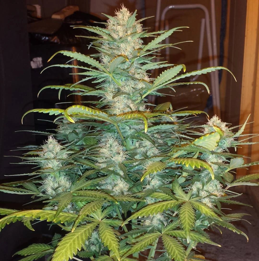 West Coast O.G. Auto - Cannaseuse - Curated Genetics - 42 Fast Buds