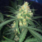 West Coast O.G. Auto - Cannaseuse - Curated Genetics - 42 Fast Buds