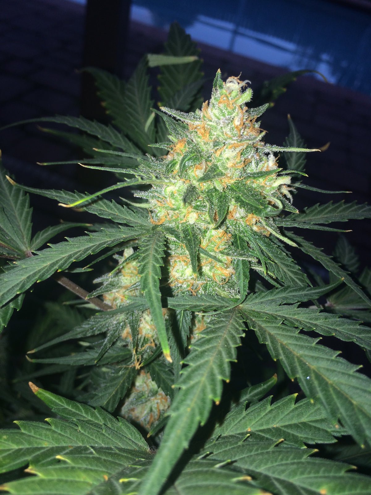 West Coast O.G. Auto - Cannaseuse - Curated Genetics - 42 Fast Buds