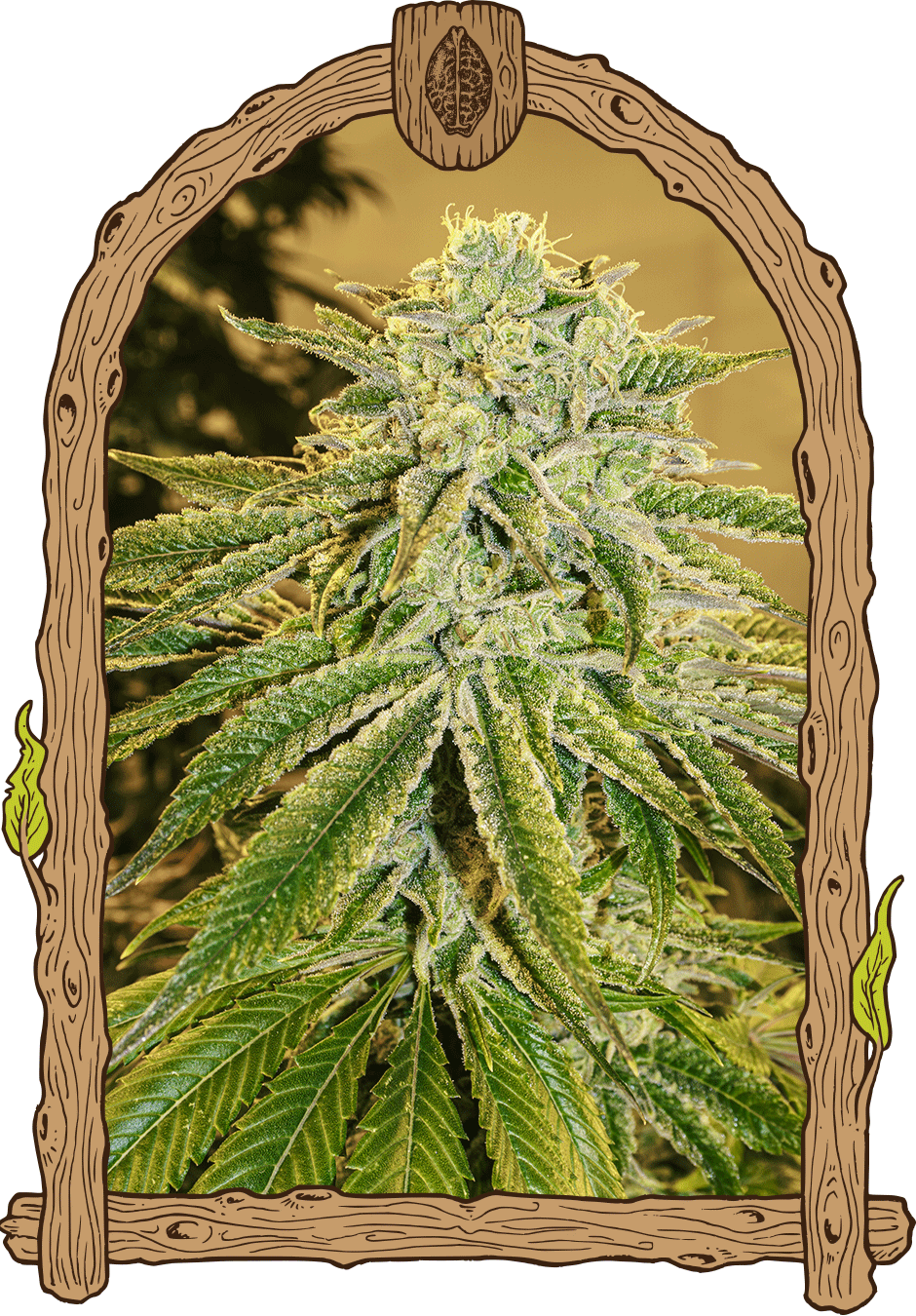 Exotic Seed-White Banana Auto