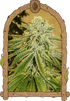 Exotic Seed-White Banana Auto