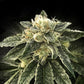 DNA Genetics-White Chocolope