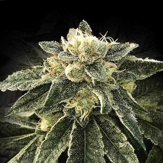 DNA Genetics-White Chocolope