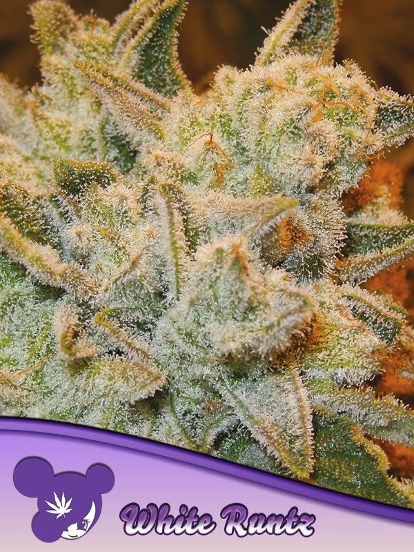 Anesia Seeds-White Runtz