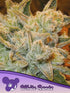 Anesia Seeds-White Runtz