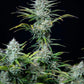White Widow Auto - Cannaseuse - Curated Genetics - 42 Fast Buds