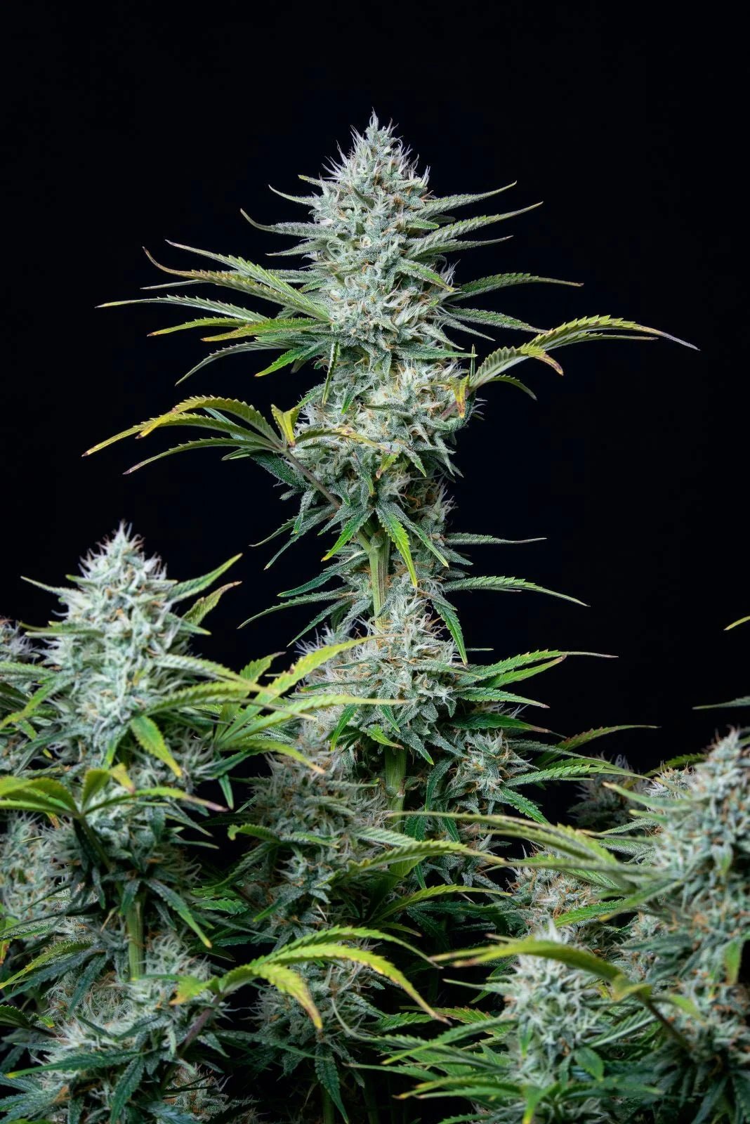 White Widow Auto - Cannaseuse - Curated Genetics - 42 Fast Buds