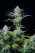 White Widow Auto - Cannaseuse - Curated Genetics - 42 Fast Buds