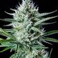 White Widow Auto - Cannaseuse - Curated Genetics - 42 Fast Buds