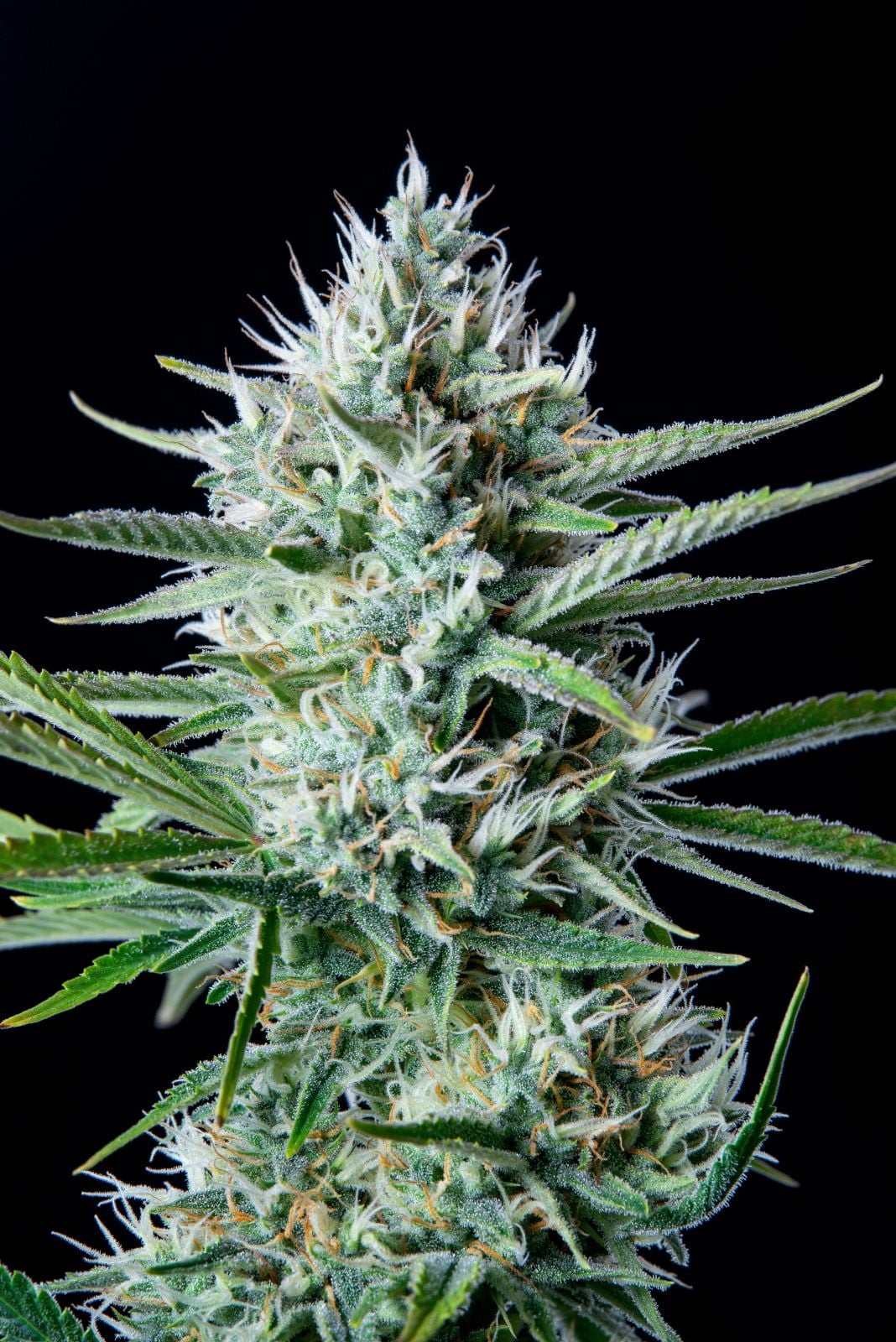 White Widow Auto - Cannaseuse - Curated Genetics - 42 Fast Buds