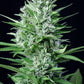 White Widow Auto - Cannaseuse - Curated Genetics - 42 Fast Buds