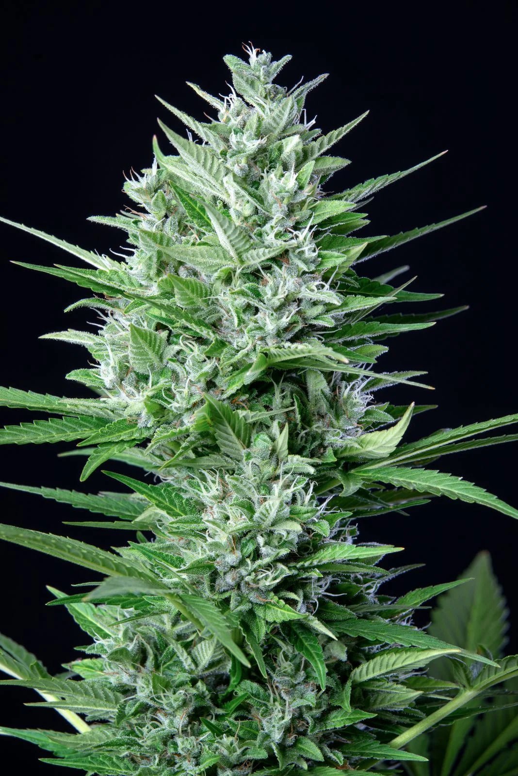 White Widow Auto - Cannaseuse - Curated Genetics - 42 Fast Buds