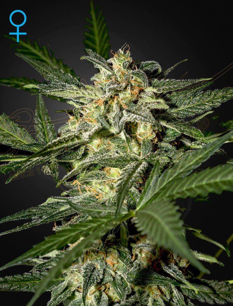 Green House Seeds-White Widow Auto