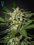 Green House Seeds-White Widow Auto