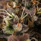 White Widow Auto - Cannaseuse - Curated Genetics - Royal Queen Seeds