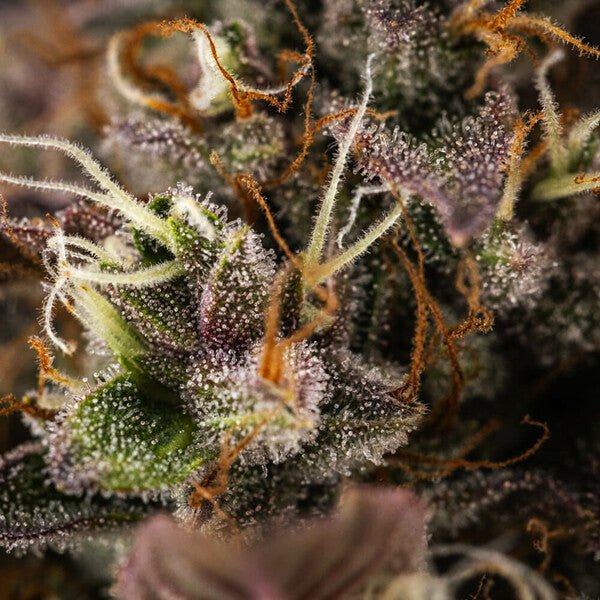 White Widow Auto - Cannaseuse - Curated Genetics - Royal Queen Seeds