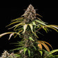 White Widow Auto - Cannaseuse - Curated Genetics - Royal Queen Seeds