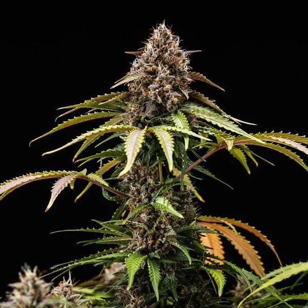 White Widow Auto - Cannaseuse - Curated Genetics - Royal Queen Seeds