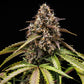 White Widow Auto - Cannaseuse - Curated Genetics - Royal Queen Seeds